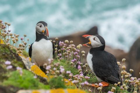 image of two puffins on a rock