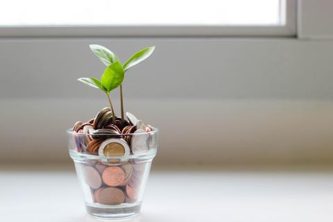 image of a small plant in a pot